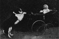 Early Film Collies