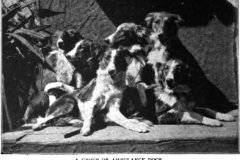 German Ambulance Dogs - 1900