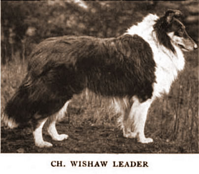 Responses to Old-Time Scotch Collie Breed Standard Work