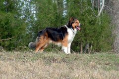 Old-Time Scotch Collies Of Note