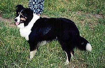 Old Scotch Farm Collie Shepherd Dog - What's In a Name?