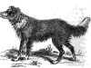 Shepherd's dog or collie