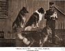 The Dog Book - 1906