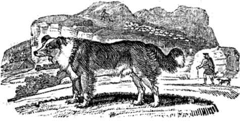 an early illustration of a collie