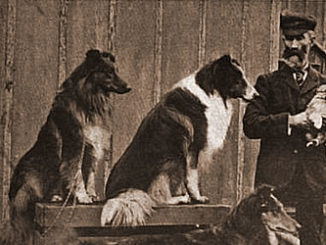 collie history