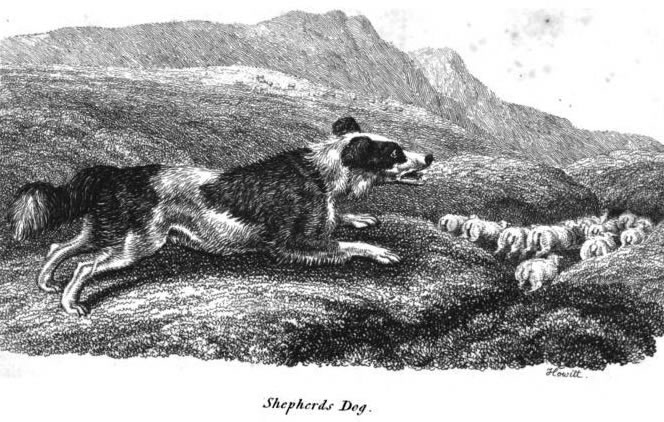English Shepherds Dog - 1809