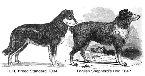 comparison of an 1847 illustration of an English shepherd's dog and a modern illustration of an English Shepherd dog