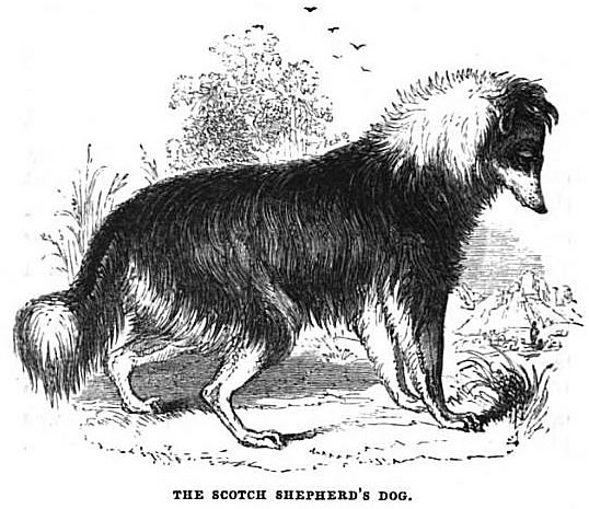 from Lessons Derived from the Animal World, 1847