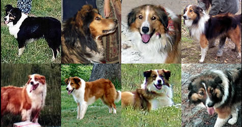 some farm collies of recent history
