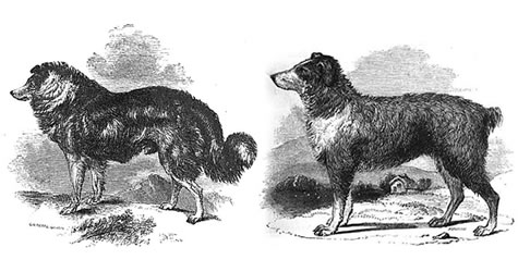 The Highland Collie contrasted with the English Shepherd of the 1860s