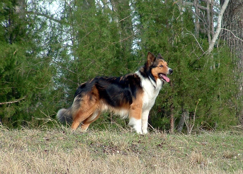 An old fashioned scotch collie type dog