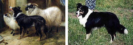 Ansdell Collie compared to Sojourner's Jacob