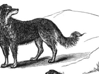 Early Scotch Collie illustration