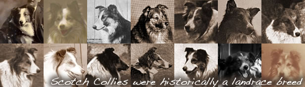 Scotch Collies are, and always have been a landrace breed