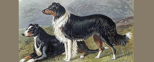 Lassie in the book was described as a tricolor Rough Collie