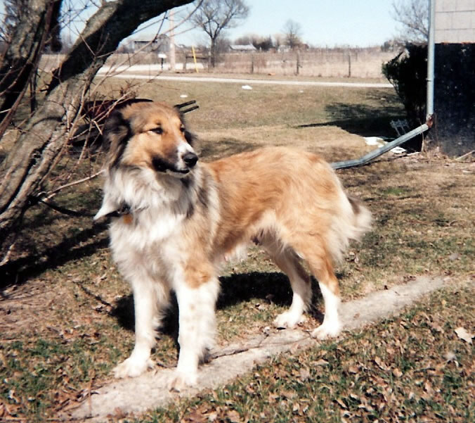 a Canadian farm collie, Tracy of Fordwich
