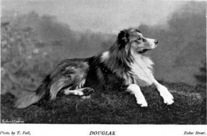 Douglas - British Collie 1897