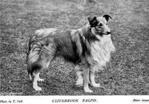 Clivebrook Ralph - British Collie 1897