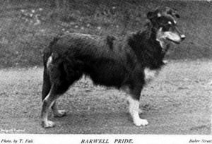 Barwell Pride - British Collie 1897