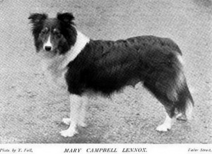 Mary Campbell Lennox - British Collie 1897