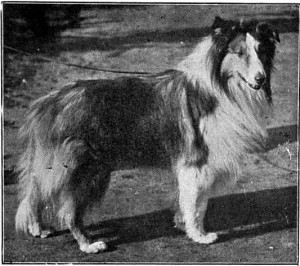 scotch collie owned by Thomas Stretch