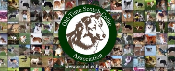 Old-Time Scotch Collie video