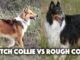 scotch collie vs rough collie