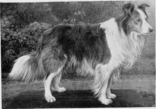 Metchley Wonder a famous collie from the 1800s