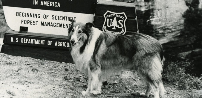 Lassie was portrayed in the movies by a rough collie