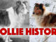 collie history