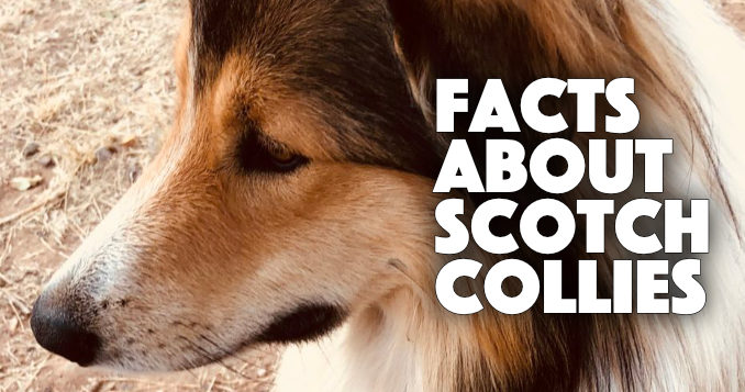 facts about scotch collies