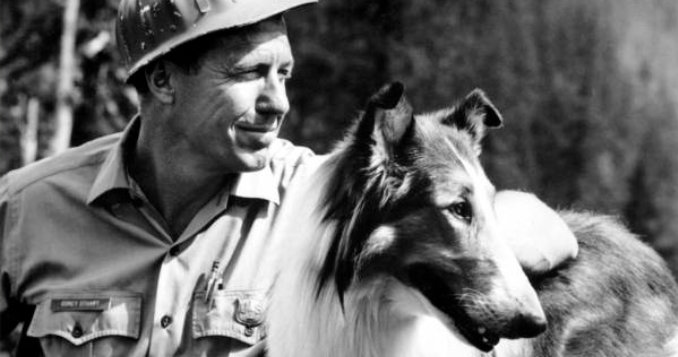 What Type of Collie Was Lassie? The True Story Behind the Famous Collie