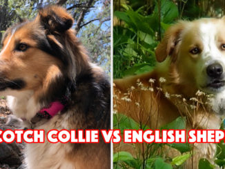 Scotch Collie vs English Shepherd